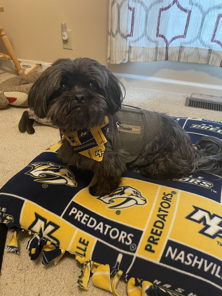 HockeyChick107's tweet photo. @PredsNHL @PetSmart #PredsPup Paco is ready for storms and the Preds game. https://t.co/Jm3ZJ7BPyb
