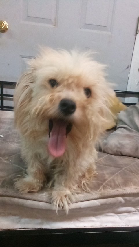 MonsterRadio8's tweet photo. @AtomicWhopps @curlybre @mully Looks like my dog except mine would be around $3000 with his papers https://t.co/6Ngfbx1iqo