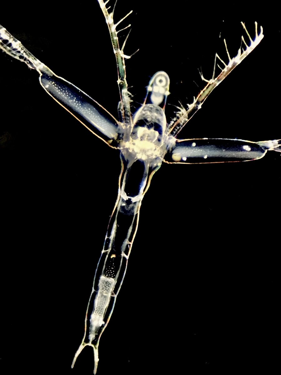 中野高志 3月25日は ミジンコの日 滋賀県立琵琶湖博物館のプランクトンや微生物を展示しているマイクロアクアリウム そこで見れる最大級のミジンコのノロミジンコがヤバい 目一個しかないし 顕微鏡での本物もヤバいけど巨大オブジェも展示もだいぶ