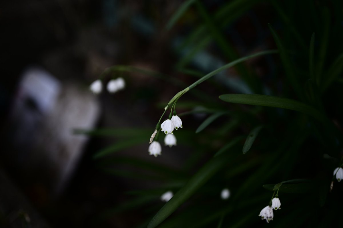 sounds_g00d's tweet image. Nikon Z6
NIKKOR Z 50mm F1.8 S
#photography #nikon #light_nikon #nikonglobal #nikonphotography #nikonnofilter #nikonz6 #z6 #z50f18