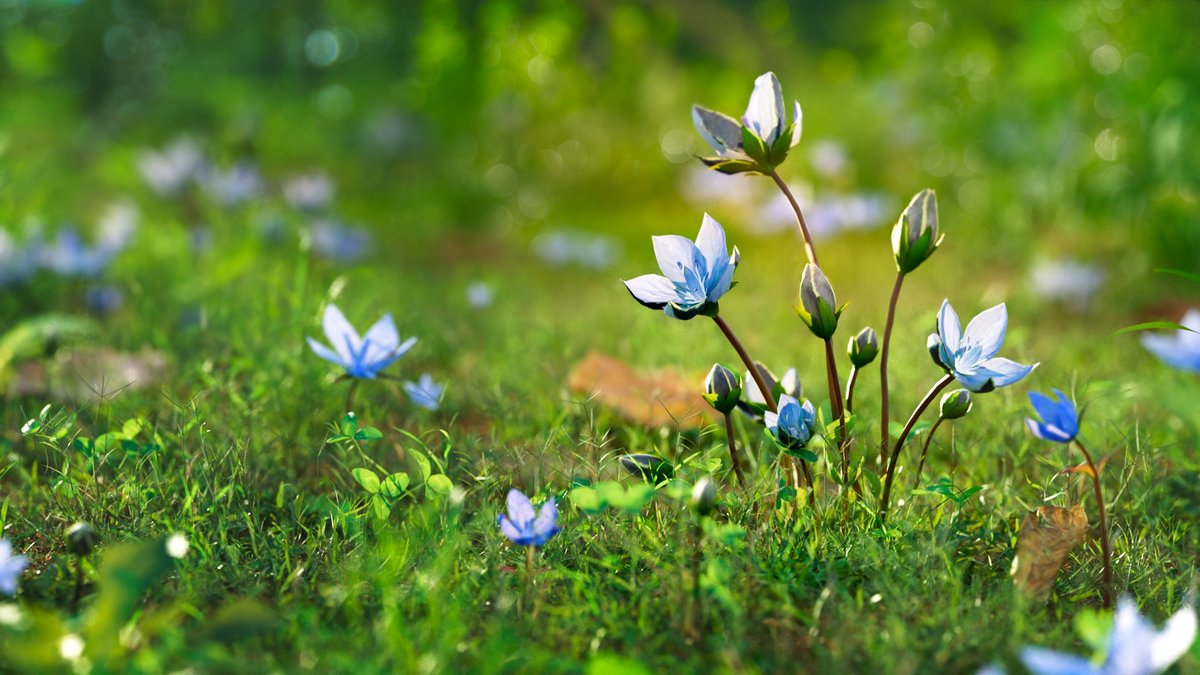 CgSuperb's tweet photo. This is a set of realistic wildflowers—Lomatogonium—with 7 differrent shapes, made with Blender 2.82. There are middle polys and low polys support close shots. 
https://t.co/LkvVzwJgwq
#3Dmodels  #Environment #Plants #Blender #Resources #3d #blender #3dmodeling #3danimation https://t.co/xlgWwwFFkT