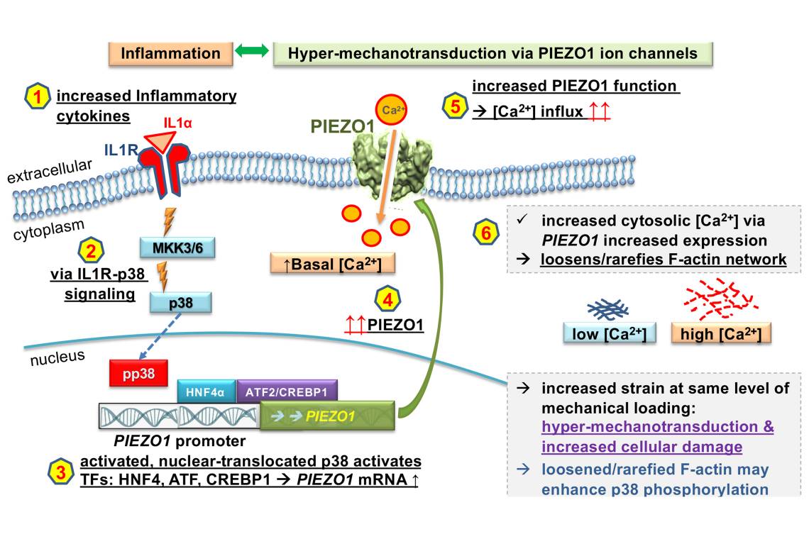 Farshid Guilak (@farsh_g) on Twitter photo And here is the press release on <a href="/WhasilL/">Whasil_URochester</a>'s paper on Piezo sensitization in chondrocytes by IL-1! Excited to see where she next takes this project in her lab! news-medical.net/news/20210323/… And here is the press release on <a href="/WhasilL/">Whasil_URochester</a>'s paper on Piezo sensitization in chondrocytes by IL-1! Excited to see where she next takes this project in her lab! news-medical.net/news/20210323/…