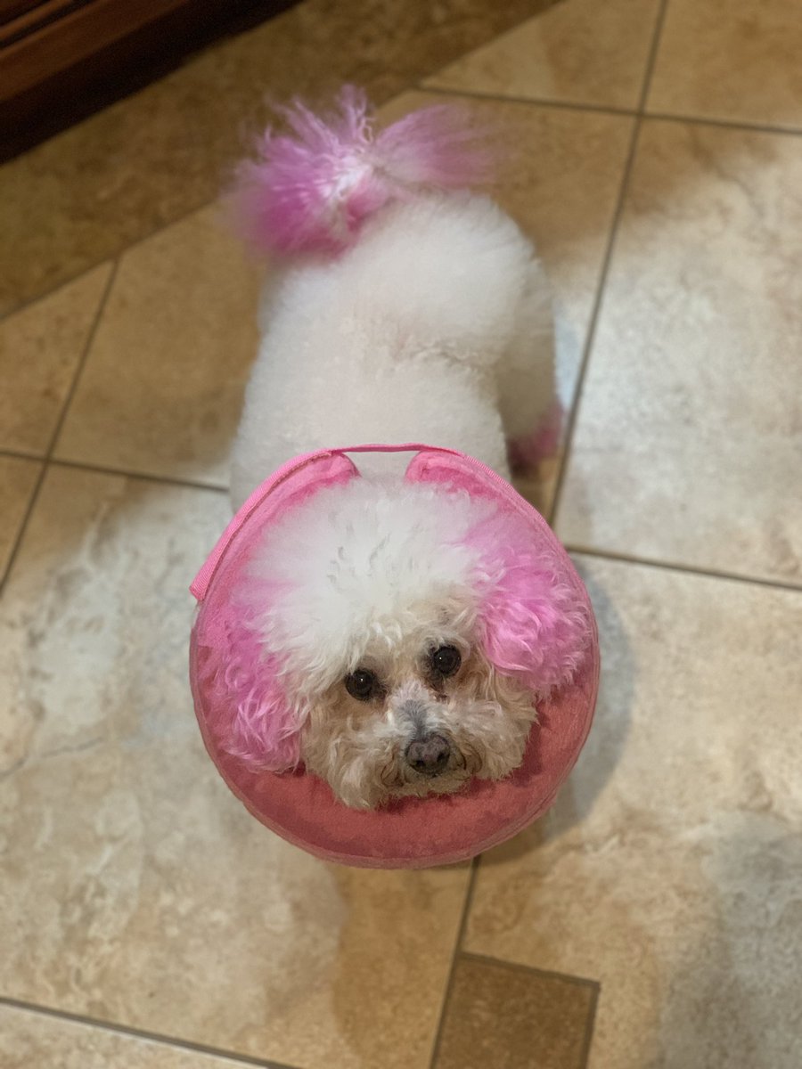KarmaIsABichon's tweet photo. #ThursdayMood (Mom upgraded my cone, again). 😐 https://t.co/GKy9usbPbe