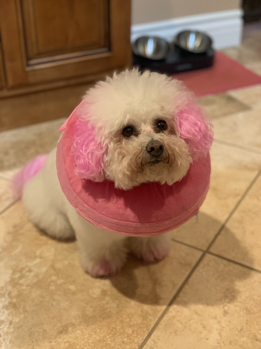 KarmaIsABichon's tweet photo. #ThursdayMood (Mom upgraded my cone, again). 😐 https://t.co/GKy9usbPbe