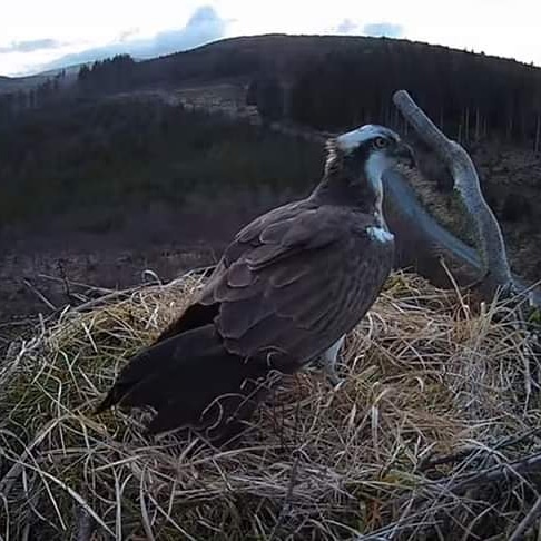 Exciting news today, our boy is back. 
#osprey #Springwatch #rspb #hafrenforest #independenthostelsuk