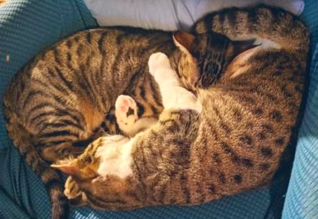 My brothers had a rough day at the vet for their annuals. I make my favorite one feel better #cuddle #kitten #tabby #CatsOfTwitter #cat