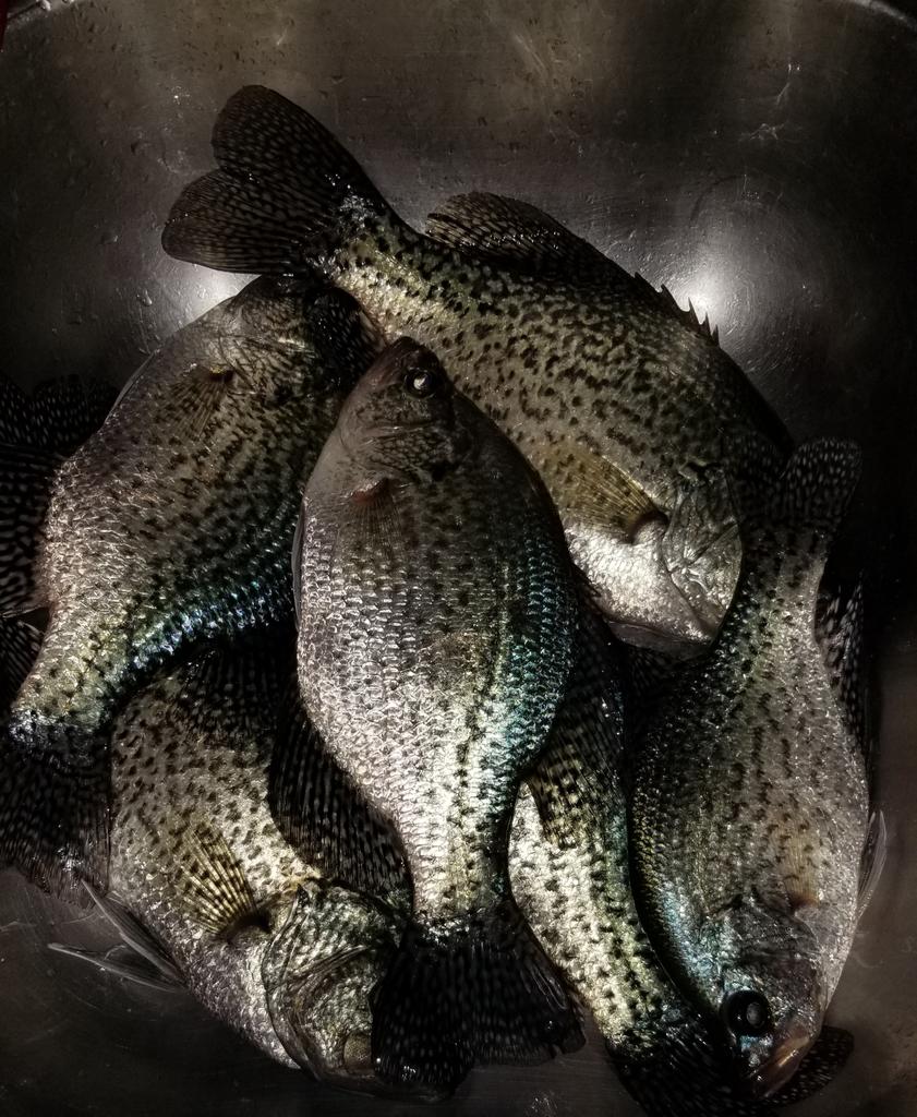 Fisherman1060's tweet image. Not bad for an hour of work.  Booyah!