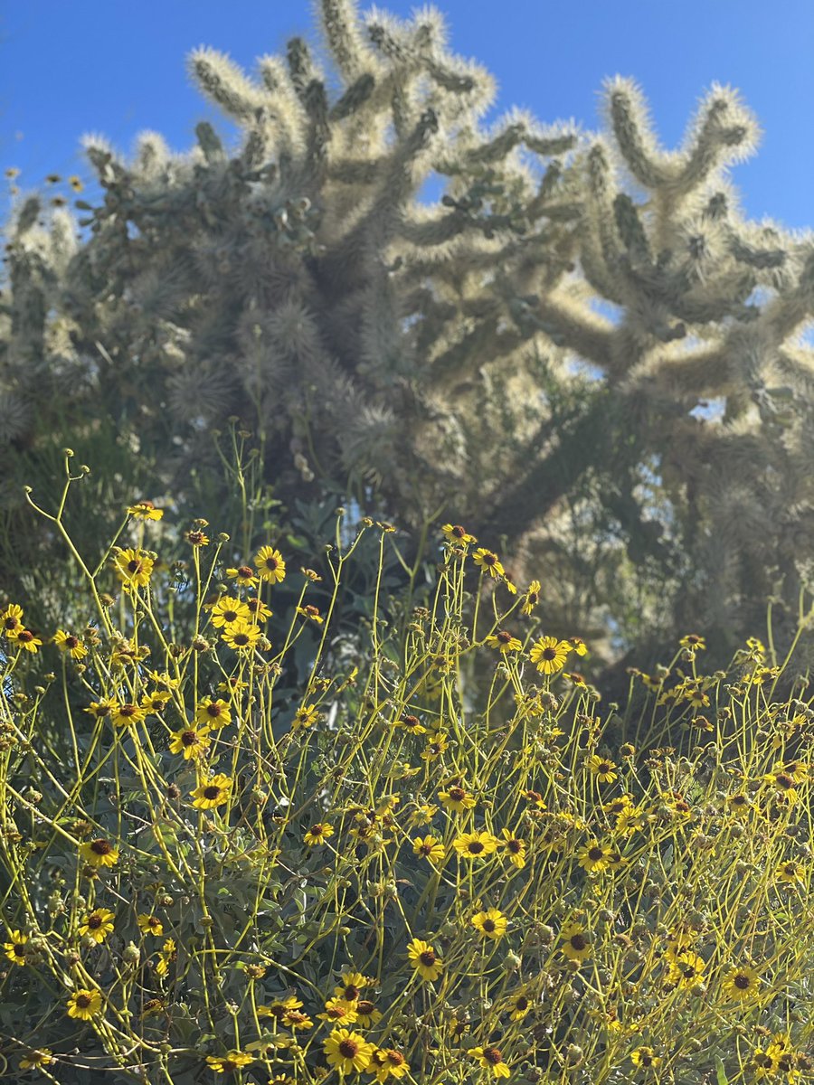 @CharlesMcCool @jettingaround @DoroLef @Nicolette_O @RudiGourmand @sl2016_sl @elatlboy @traveleatslay @WorkMomTravels @ParisJeTaime For #JAChat some unique desert flora from #Arizona. #Spring