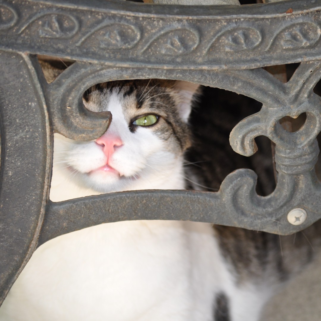 Boris Kitty tweet media