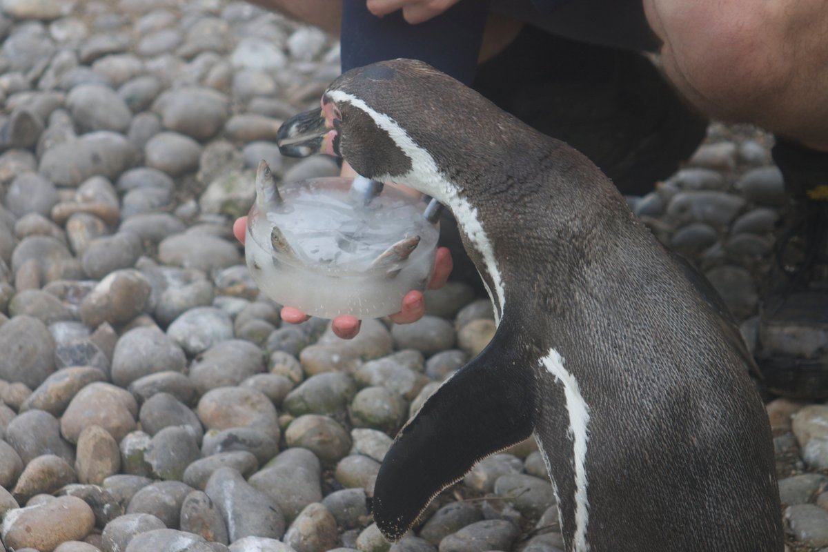 NewquayZoo's tweet photo. It's a very special day today as it's Pickle's birthday. 🐧 Today, Pickle turns 15, and has been treated to a fish birthday cake made by his keepers. Join us in wishing him a very happy birthday. 🥳 https://t.co/CXKtDtJx6C