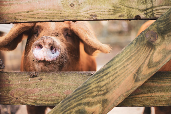 BathCityFarm's tweet photo. Its #CityFarmDay and we're so proud to be part of a network of City Farms across the UK helping to connect communities with where our food comes from and farming 
@BathEcho 
@BathLifeMag 
@Wera_Hobhouse https://t.co/1esp9wiloK