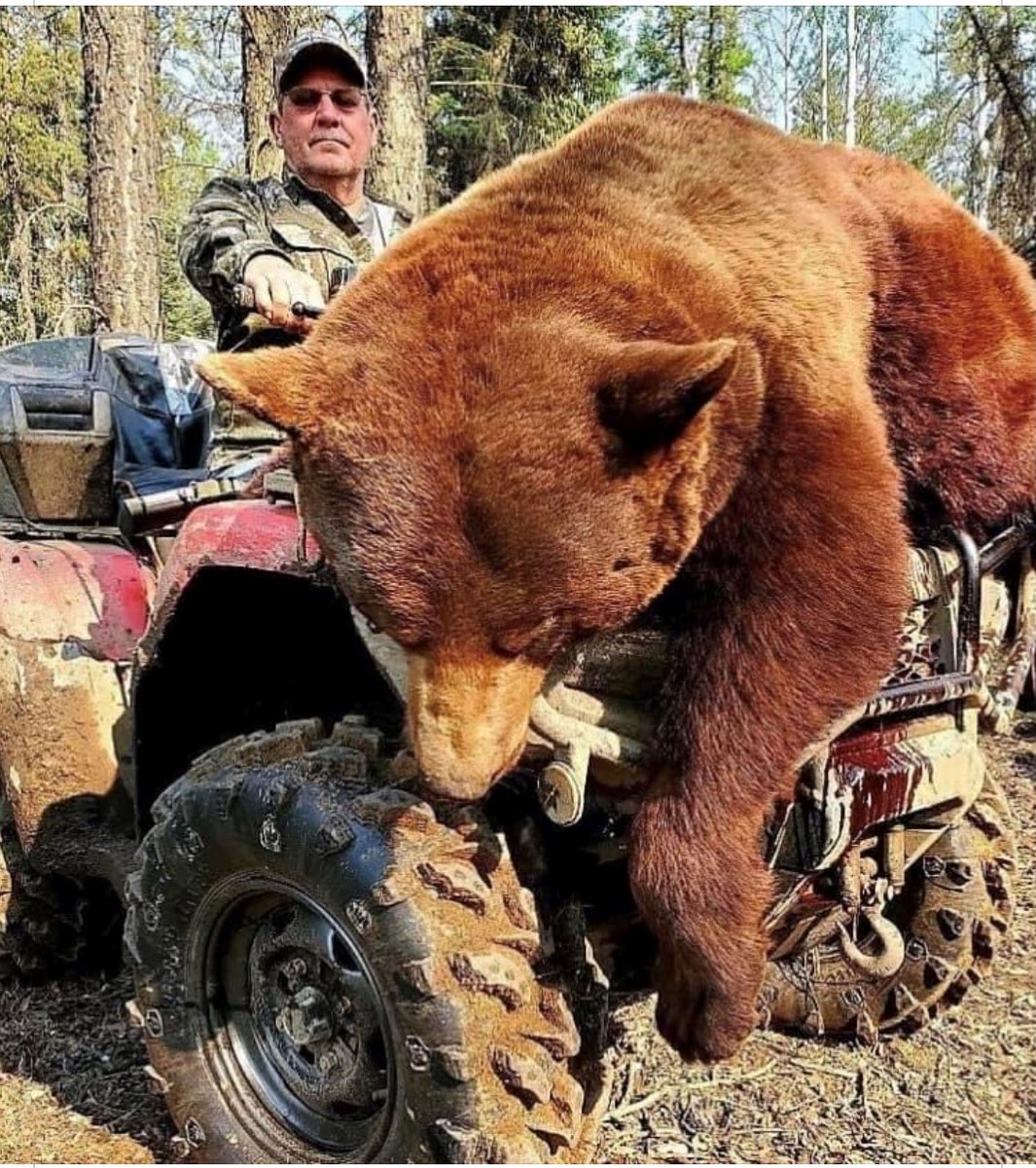 SPORTSMANchnl's tweet photo. Have you ever shot a color phase bear? Photo shared by Shotgun Al Shaw
#IAMSPORTSMAN #hunting #bear #bears #blackbears #colorphasebears #bearhunting #huntingbears https://t.co/dmcg5w6S4B