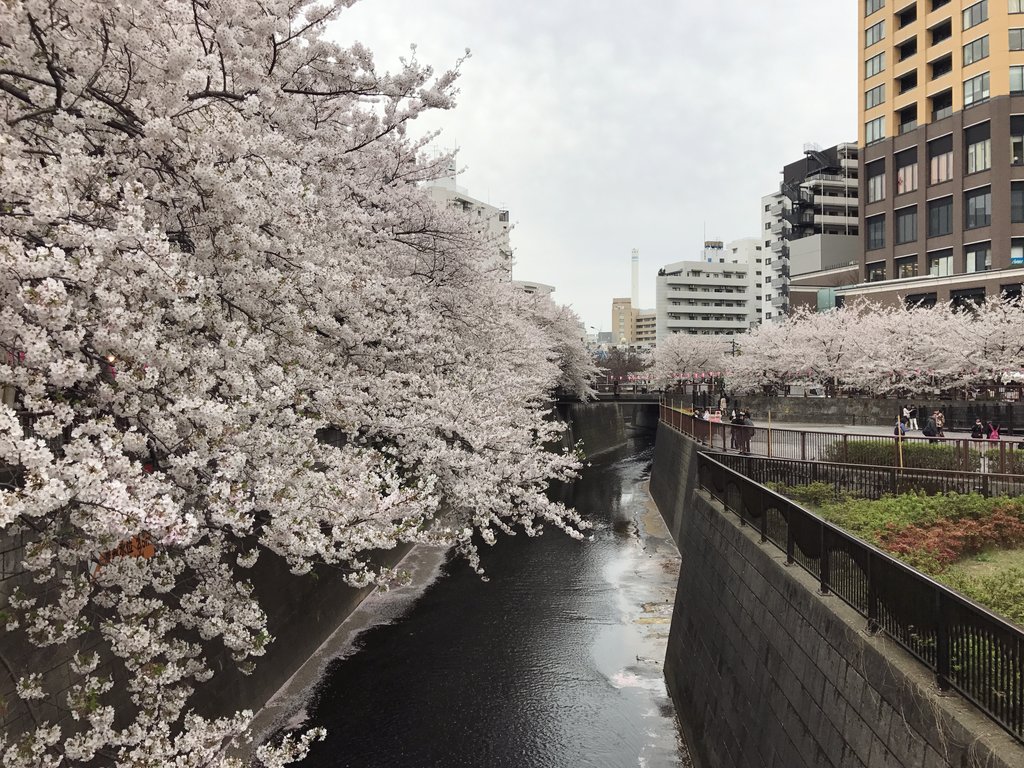 gooreuma322's tweet image. 저의 특별한 사진은 딱 요맘때의 도쿄인데용! 일드에도 자주 등장하는 벚꽃핫스팟 호우라이다리에서 찍은 사진입니당❤ 너무너무 예뻤던 그날의 도쿄를 떠올리게 해준 #하성운 과 #KCONACT3 감사합니당! 하루빨리 여행갈 수 있는 날이 오길 기도합니당🌸 #KCONTACT_구름도_둥둥_우리_마음도_둥둥