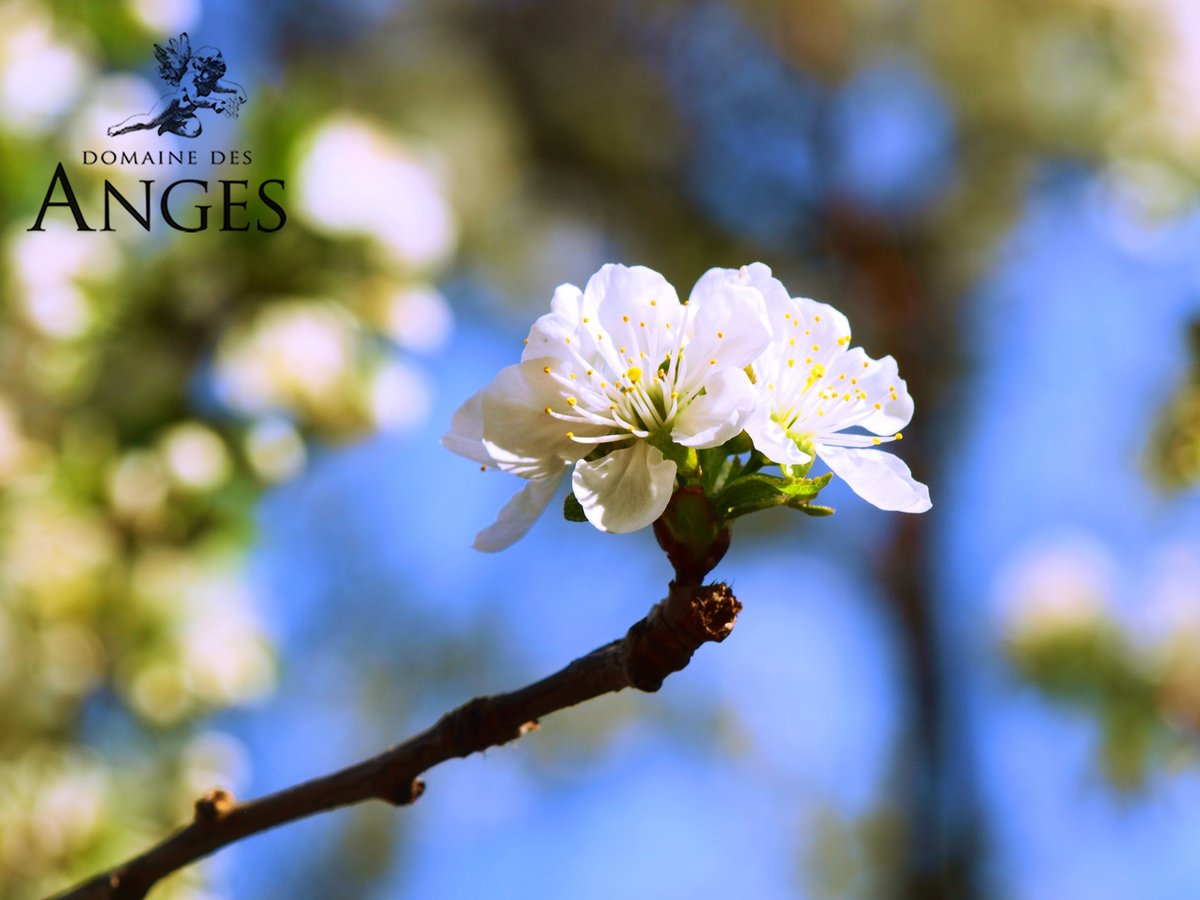 We love this time of year when the Cherry Blossom trees at Domaine des Anges begin to bloom during the arrival of spring. 🌸🌸

#spring2021 #domainedesanges