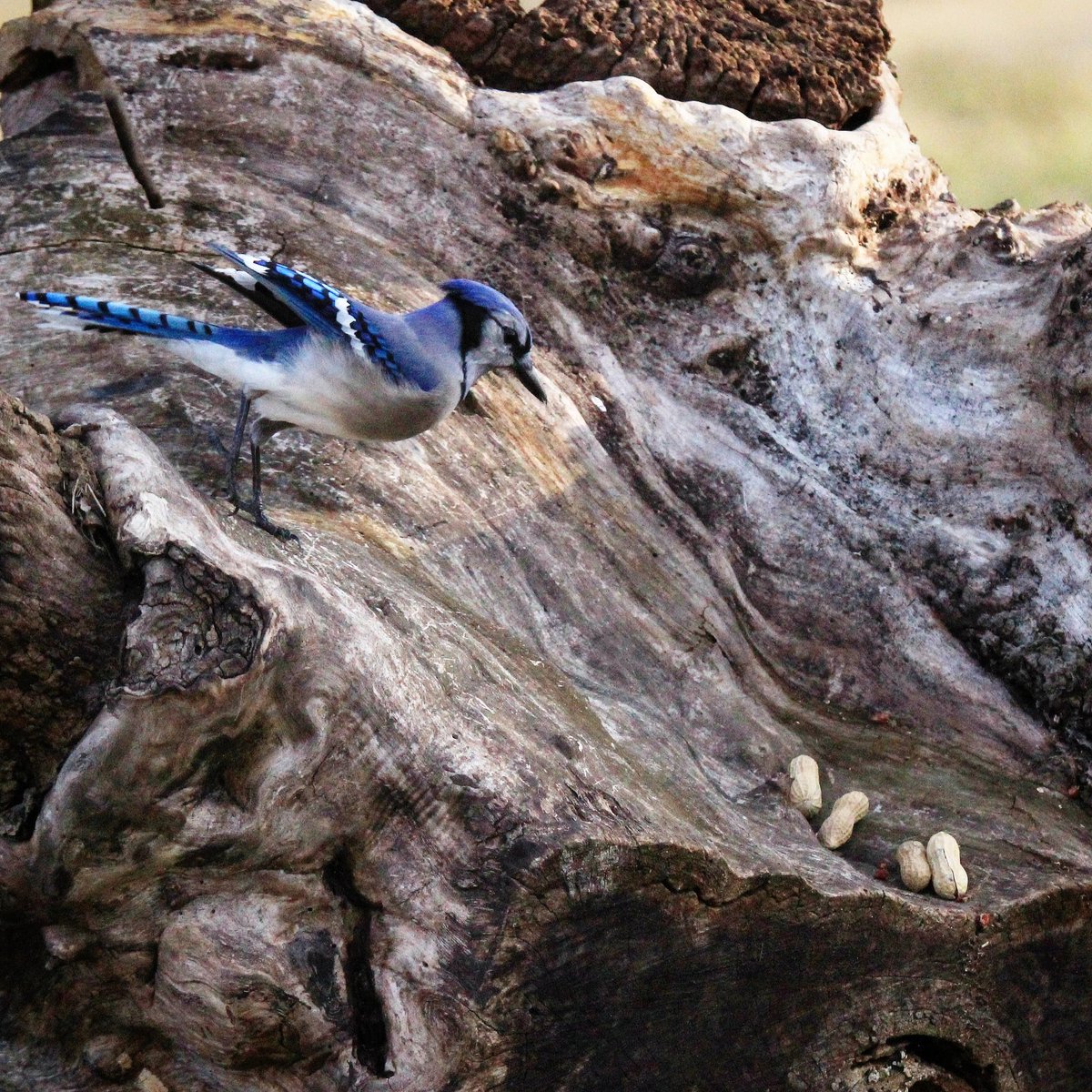 birdhouse_love's tweet photo. Not the most graceful of approaches, but those peanuts aren't going to know what hit them!
#peanutpolice #peanutlover #peanuthoarder #peanutpatrol #bluejay #jay #bluejays #birdfeeders #birdfeeding #birdfun #birdhumor #birding #birder #ohiobirder https://t.co/pWBy0NjQ2x