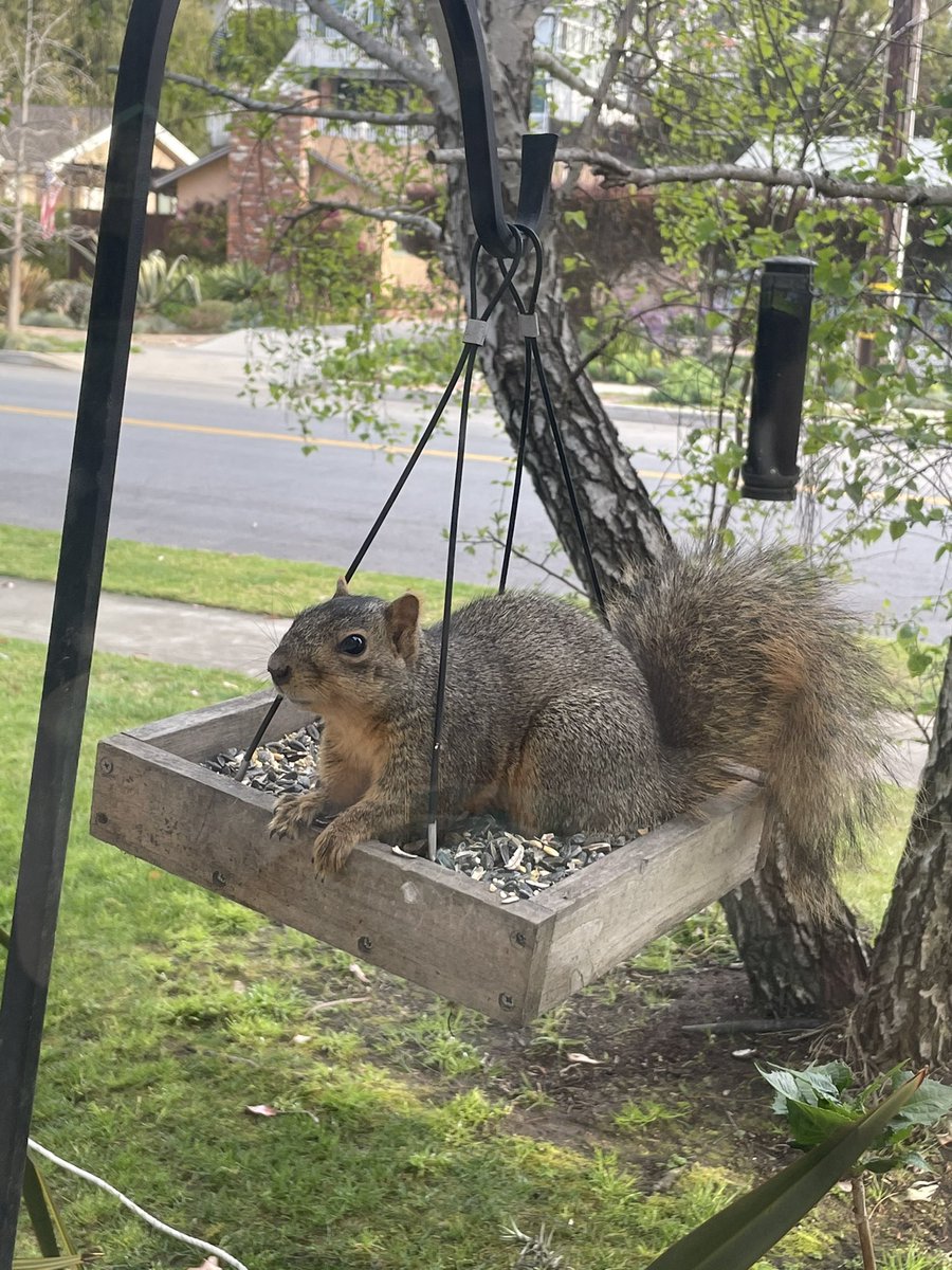 texinla's tweet photo. @MarkRober Our own #phatgus is waiting with anticipation. Or eating...I can’t tell the difference.  The whole fam loves your videos and science as a result. Keep them coming! https://t.co/xt8K2tnx4M
