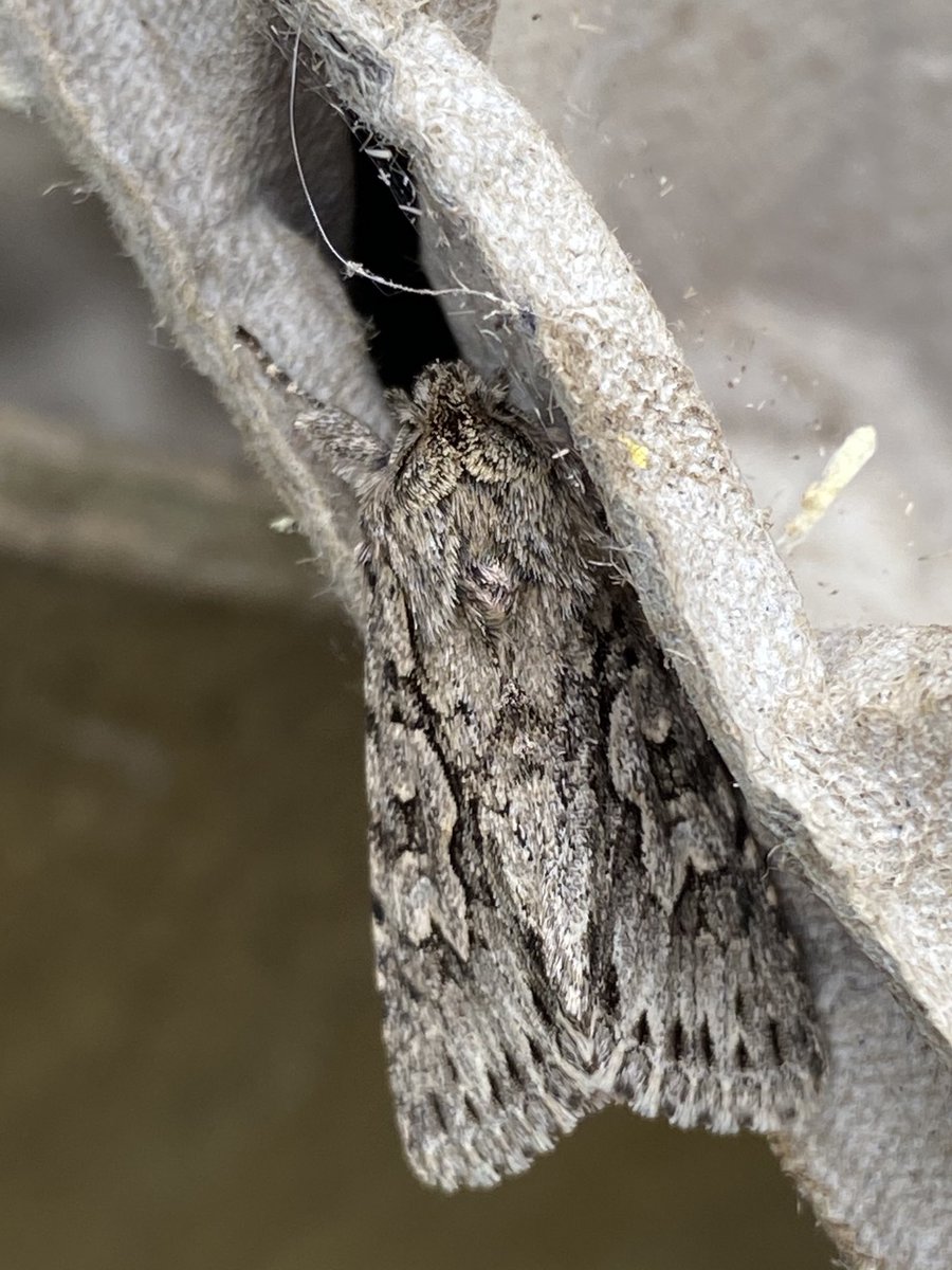 wildlifemissy's tweet photo. First #mothtrap of the year and two gorgeous Early Grey moths. #moth #ukmoths #mothid #gardenwildlife. https://t.co/Fmq1SxUt2x