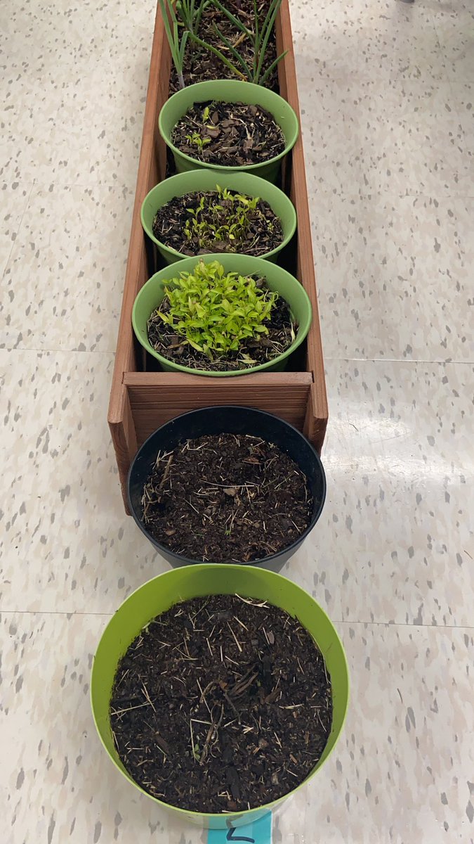 LatCrosbie's tweet photo. Taking #CKLA @Amplify seriously @Griggs_AISD #MsHarris. #CKLA #Domain4plants. https://t.co/ZDrDS4Eioi
