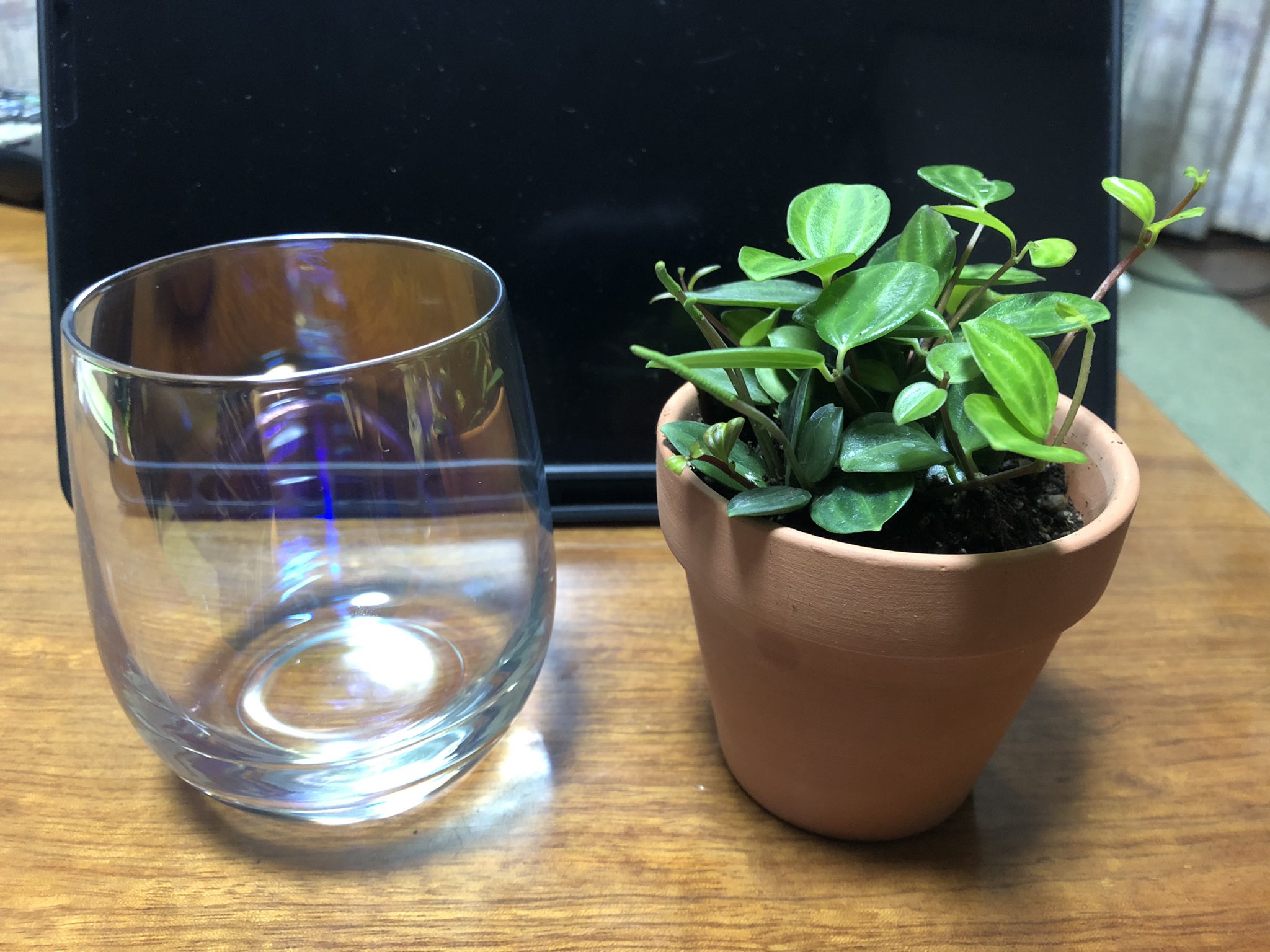 髙梨 襟 3coins行ったらウワサのオーロラグラスあったので買ったのと 観葉植物も取り扱い始めてたので買ってみた 今植え替えた 百均の観葉植物より状態が良いのは多分まだ売り始めなだけかもだが見せてもらおう お前の力 T Co Glug1jbtdu Twitter