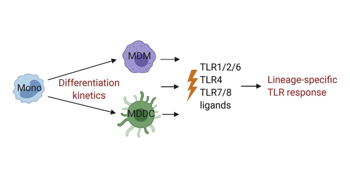 humanimmunenews's tweet photo. In this @CellReports article:

💡 Human #myeloid cells show lineage-specific transcriptional responses to TLR activation.

💡 #Monocytes display an exaggerated pro-inflammatory profile in response to TLR8 ligand.

@CincyChildrens 
Full article: https://t.co/Q9C6gI2xEl https://t.co/7vLyJTbEbj