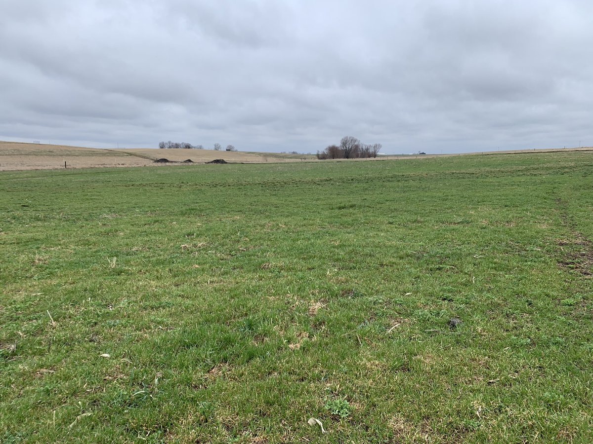 Vittetoe761's tweet photo. We might be able to feed a few head of cattle on the volunteer annual ryegrass/clover pasture here in a few weeks. #SwampMaster https://t.co/abv0QSyB6U