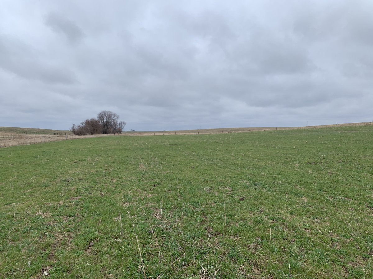 Vittetoe761's tweet photo. We might be able to feed a few head of cattle on the volunteer annual ryegrass/clover pasture here in a few weeks. #SwampMaster https://t.co/abv0QSyB6U