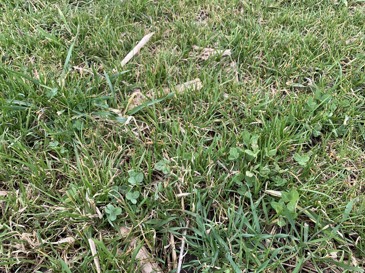 Vittetoe761's tweet photo. We might be able to feed a few head of cattle on the volunteer annual ryegrass/clover pasture here in a few weeks. #SwampMaster https://t.co/abv0QSyB6U
