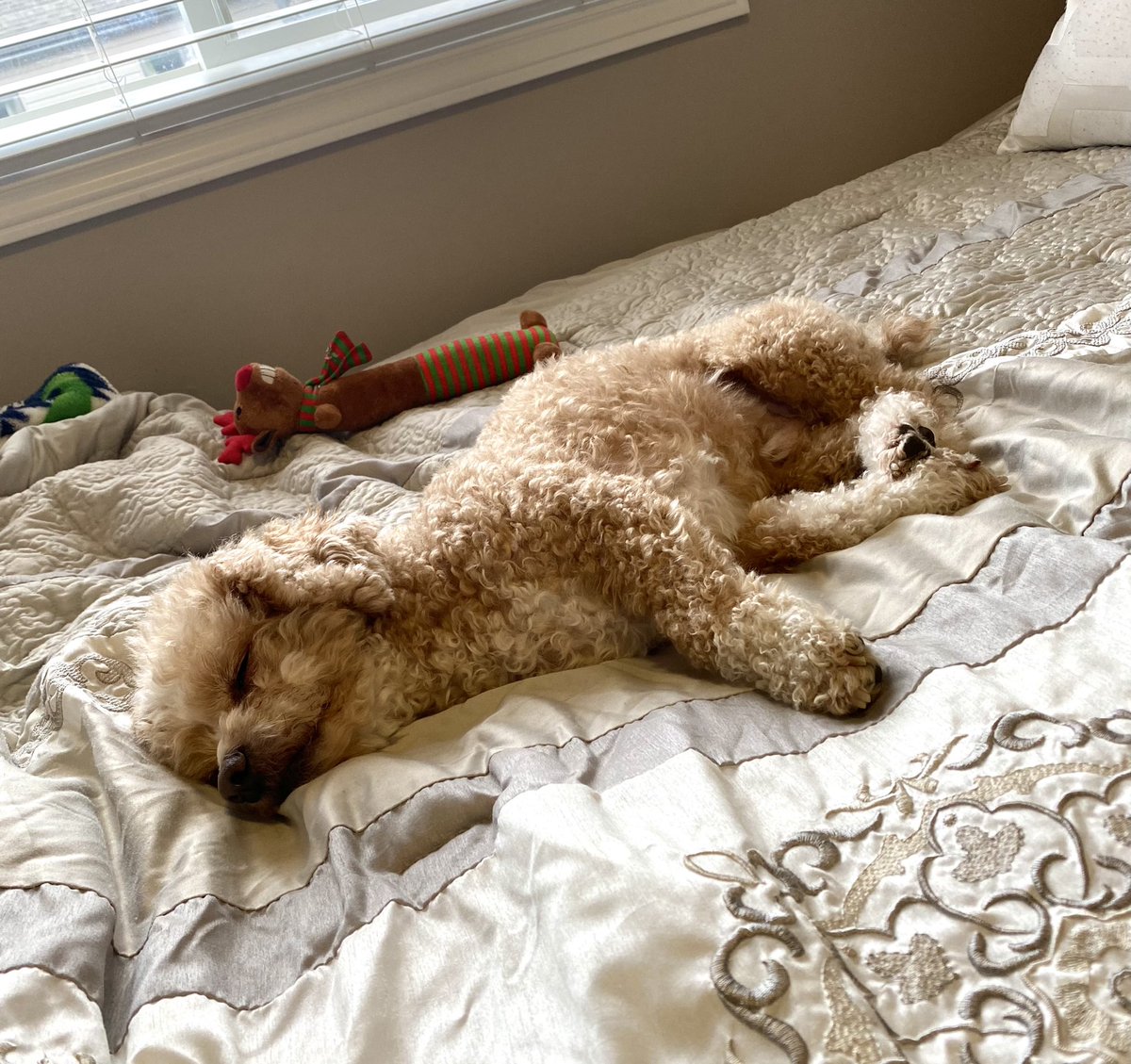 ICEgroup55's tweet photo. Buddy getting some much needed rest after his presentation this morning #LazaridisICEWinter21 https://t.co/h6IjHh1QUJ
