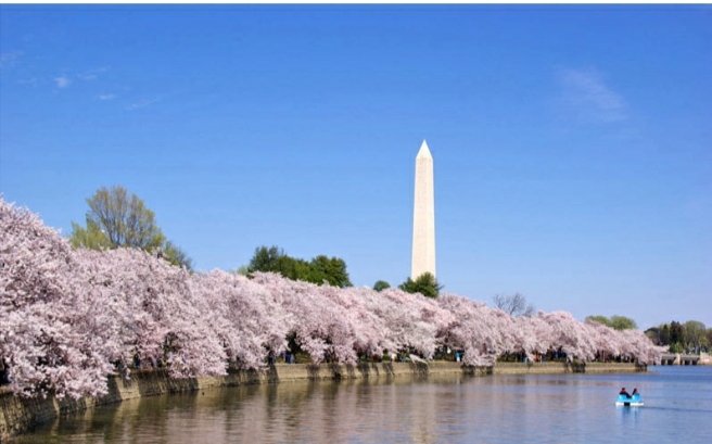 ゆーきゃん ワシントンd C ワシントンd C のタイダル ベイスン ポトマック河畔付近にある桜並木 桜 は100年以上も前に日本から贈られた今でも日米親善の架け橋となりアメリカ合衆国初代大統領ジョージ ワシントンの功績を称えた ワシントン記念塔