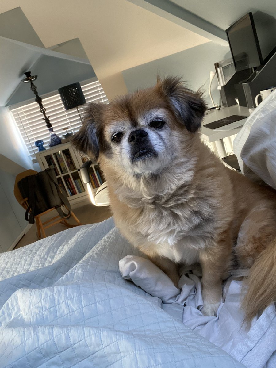 Lil’Roco tweet media