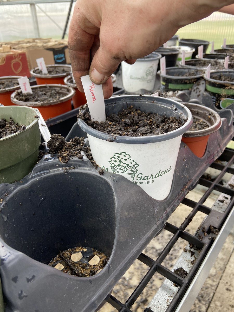 TuscolaAg's tweet photo. Getting started in the greenhouse and can’t wait for the spring plant sale!! https://t.co/sBXFmlcmwe