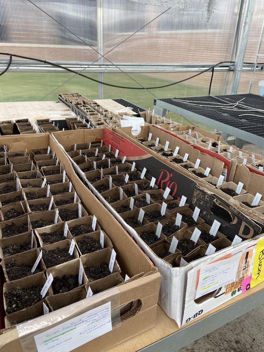 TuscolaAg's tweet photo. Getting started in the greenhouse and can’t wait for the spring plant sale!! https://t.co/sBXFmlcmwe