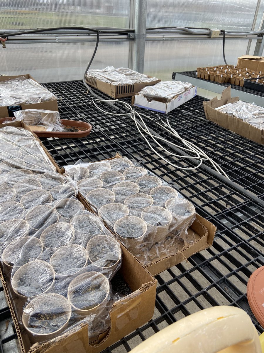 TuscolaAg's tweet photo. Getting started in the greenhouse and can’t wait for the spring plant sale!! https://t.co/sBXFmlcmwe