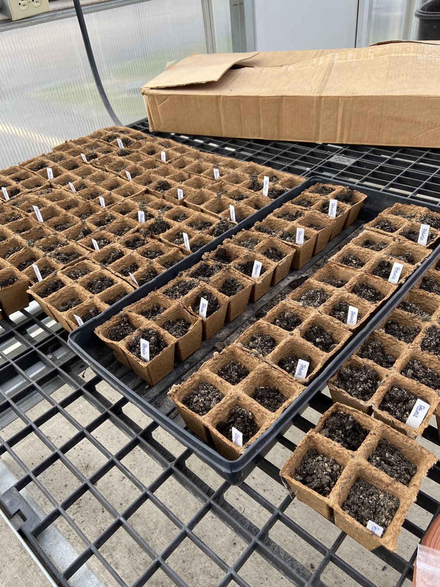 TuscolaAg's tweet photo. Getting started in the greenhouse and can’t wait for the spring plant sale!! https://t.co/sBXFmlcmwe