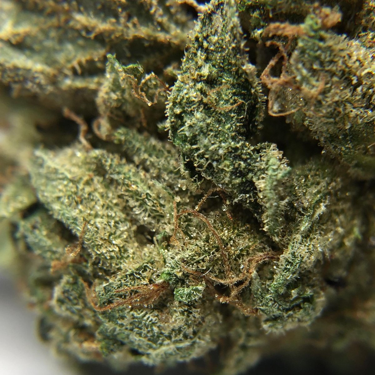 bliss_river's tweet photo. 🇨🇦 https://t.co/lJ5QnG5qWe 
Promo code DIRECT420 saves $30 off every order and is STACKABLE with their holiday promo codes.
This site is amazing for bulk deals starting at QP's of bud and concentrates by the ounce. #buyweedonlinecanada #weedcanada #canadienMOMdeals https://t.co/9ZeBU81YAZ
