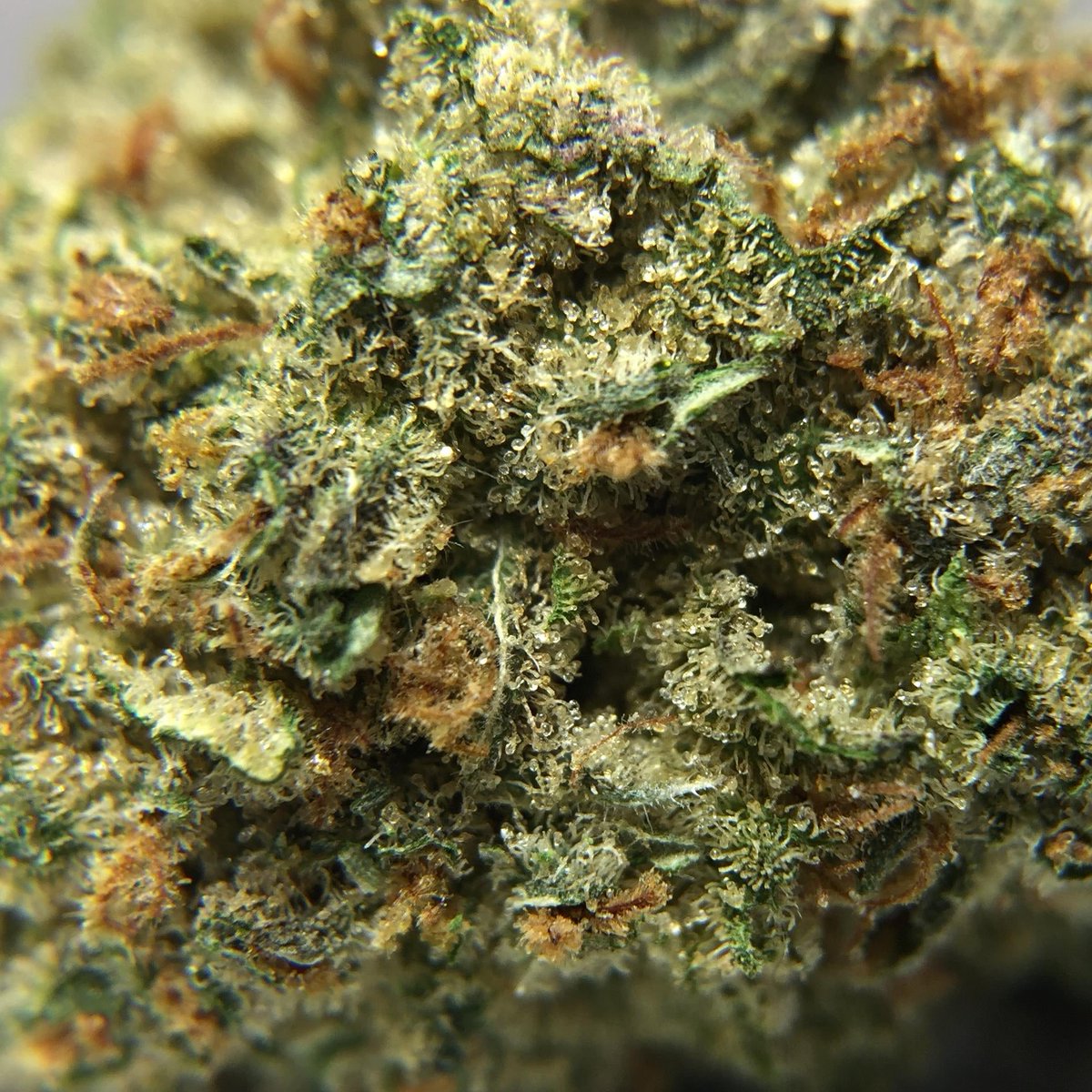 bliss_river's tweet photo. 🇨🇦 https://t.co/lJ5QnG5qWe 
Promo code DIRECT420 saves $30 off every order and is STACKABLE with their holiday promo codes.
This site is amazing for bulk deals starting at QP's of bud and concentrates by the ounce. #buyweedonlinecanada #weedcanada #canadienMOMdeals https://t.co/9ZeBU81YAZ