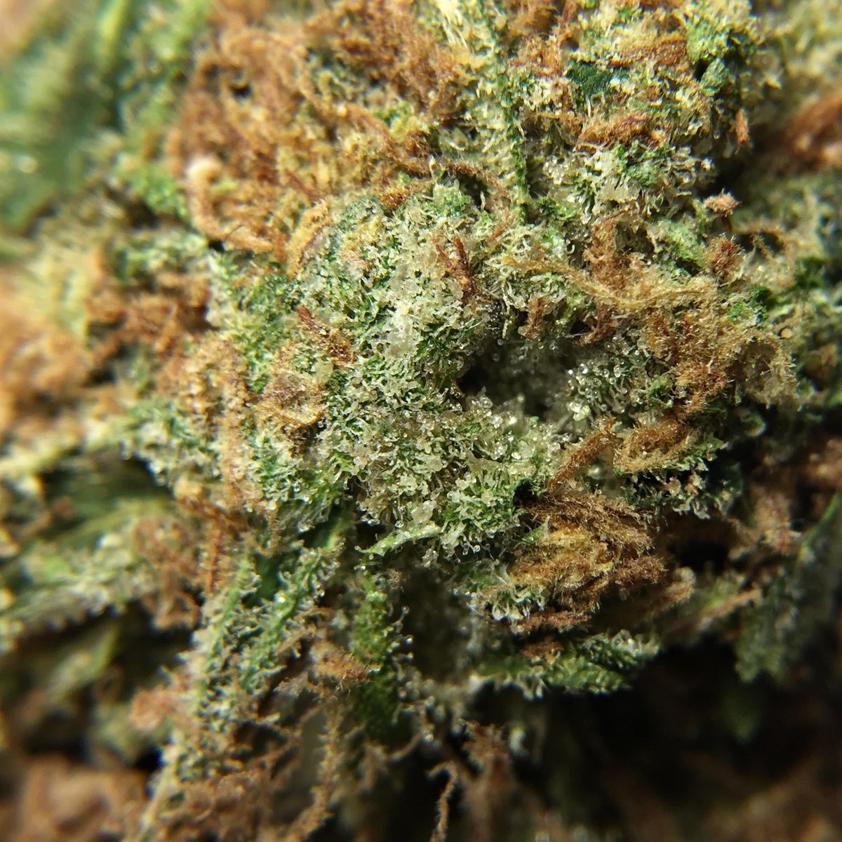 bliss_river's tweet photo. 🇨🇦 https://t.co/lJ5QnG5qWe 
Promo code DIRECT420 saves $30 off every order and is STACKABLE with their holiday promo codes.
This site is amazing for bulk deals starting at QP's of bud and concentrates by the ounce. #buyweedonlinecanada #weedcanada #canadienMOMdeals https://t.co/9ZeBU81YAZ