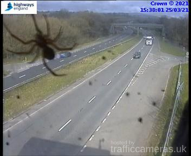 Plymouth Live On Twitter Terrifying Moment A Spider Photobombs A38 Traffic Camera Near Plymouth Https T Co Bjrdkc86he