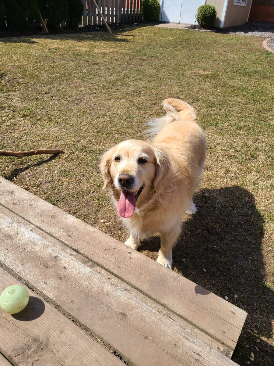 CourtHaw's tweet photo. Hey Courtney, you wanna give that ball a chuck for me please? Beautiful warm day in the yard ๐๐พโค #goldenretrievers #goldengracie #fetchislife #backyardtime #dogsoftwitter #dogcelebration https://t.co/ZXK4cuIGFq