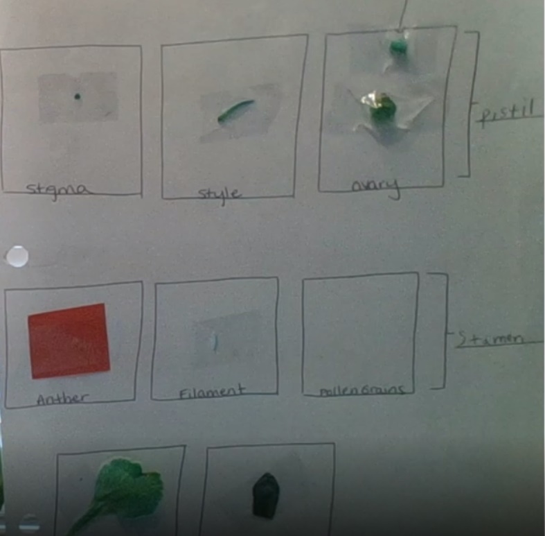 ccsd_wasdin's tweet photo. So much learning taking place and evident with our flower dissection activity. @ClarkCreekSTEM @NSTA @GSTANews @georgiadeptofed @GaDeptAg @AITCtweets #GaAgWeek2021 #flower #Flowers #plantscience #lifecycle #secondgrade #DigitalLearning #handsonlearning https://t.co/VfqK2qeSkR