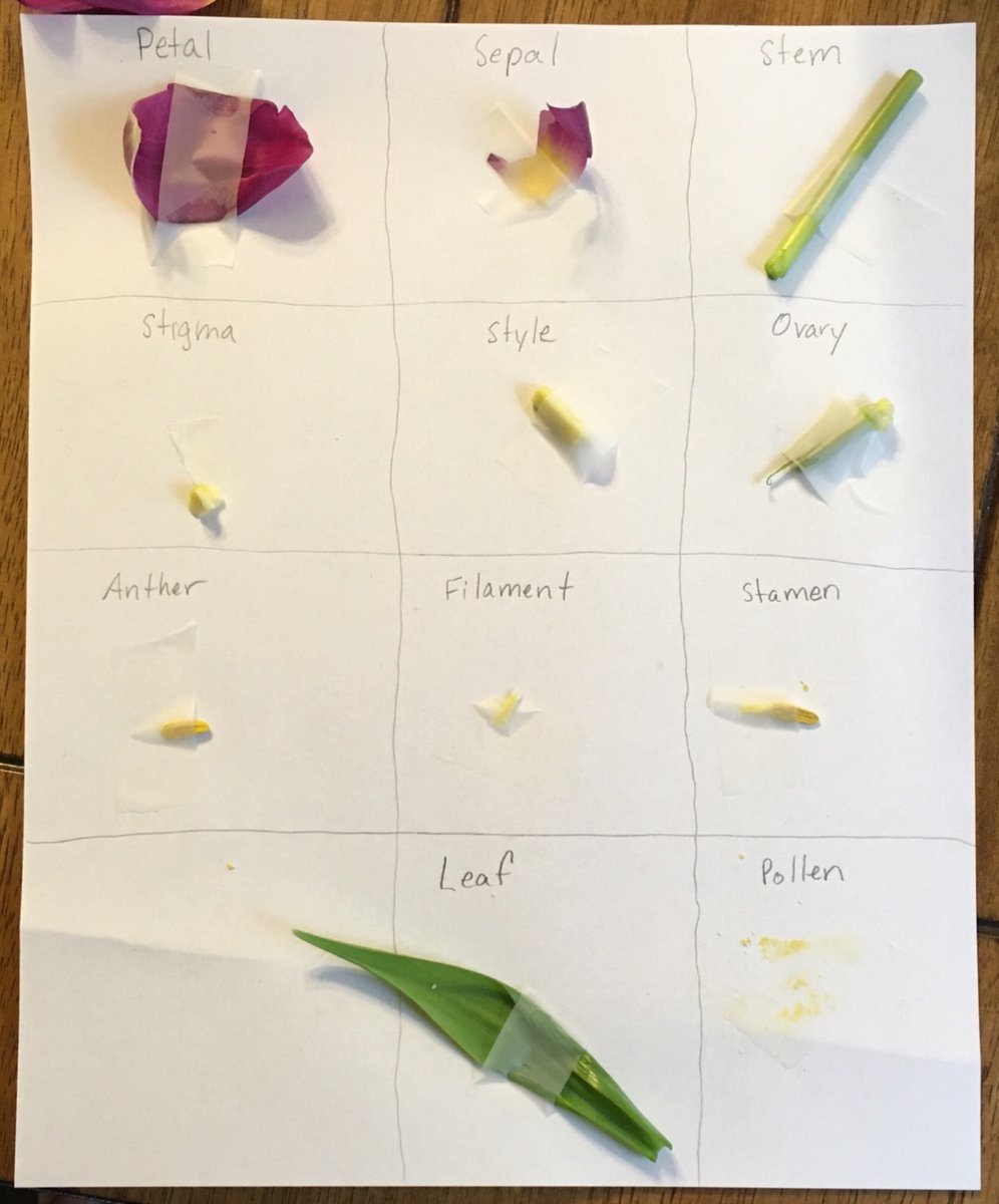 ccsd_wasdin's tweet photo. So much learning taking place and evident with our flower dissection activity. @ClarkCreekSTEM @NSTA @GSTANews @georgiadeptofed @GaDeptAg @AITCtweets #GaAgWeek2021 #flower #Flowers #plantscience #lifecycle #secondgrade #DigitalLearning #handsonlearning https://t.co/VfqK2qeSkR