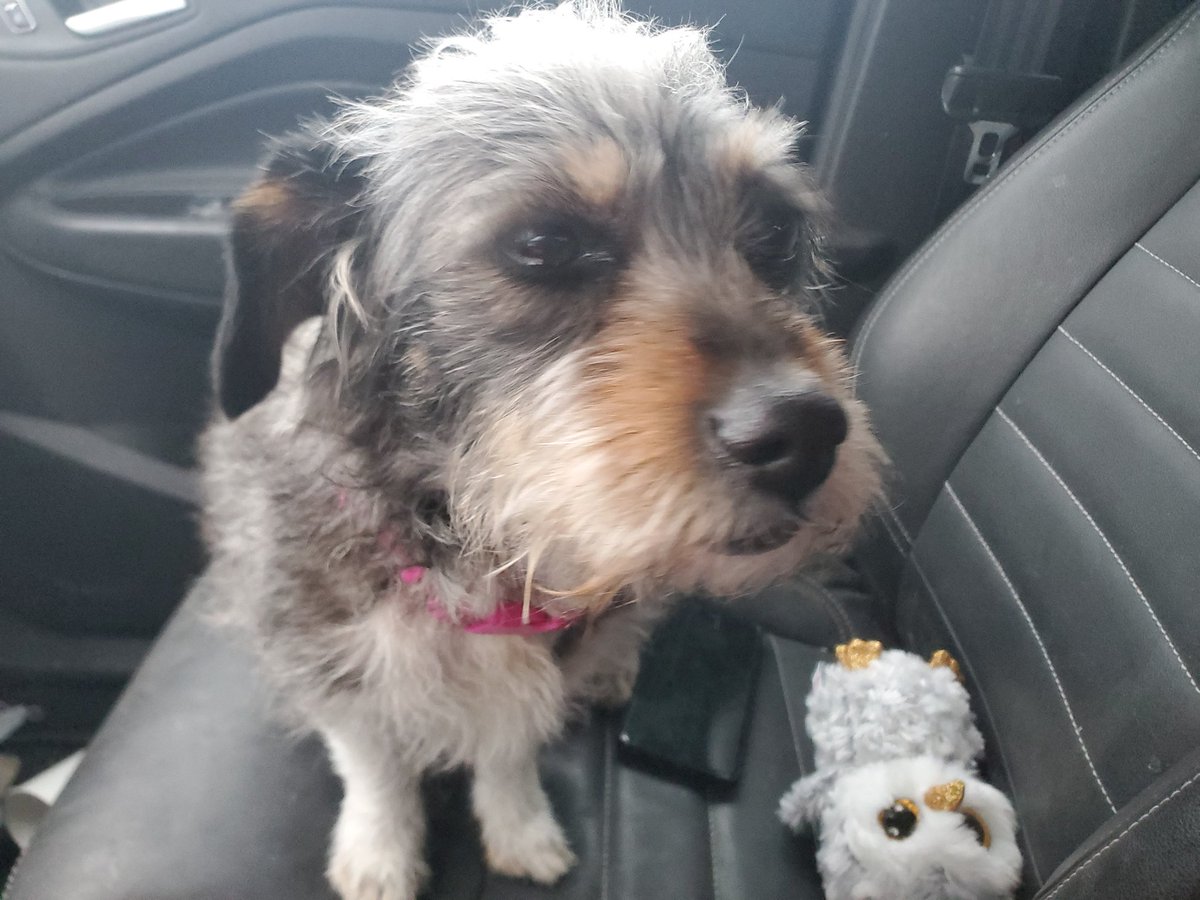 Parachutes For Pets tweet media