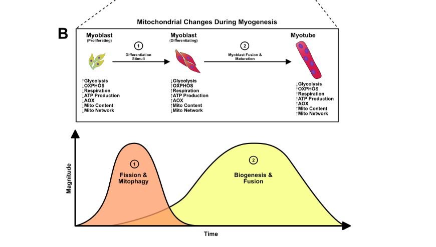 Mitochondrial network remodeling: an important feature of myogenesis and skeletal muscle regeneration link.springer.com/article/10.100…