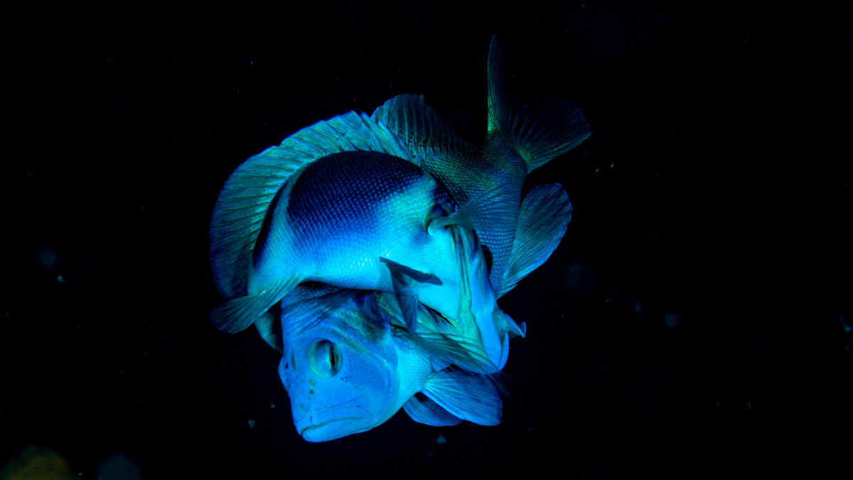 CoralReefFish's tweet photo. Sharing more of my favorite underwater photos today, this one that I took in Belize shows a pair of Indigo Hamlets spawning. These fish are simultaneous hermaphrodites and change sex in seconds while spawning, switching roles often! To be or not to be, that is the question... https://t.co/a8v9BsvnpH