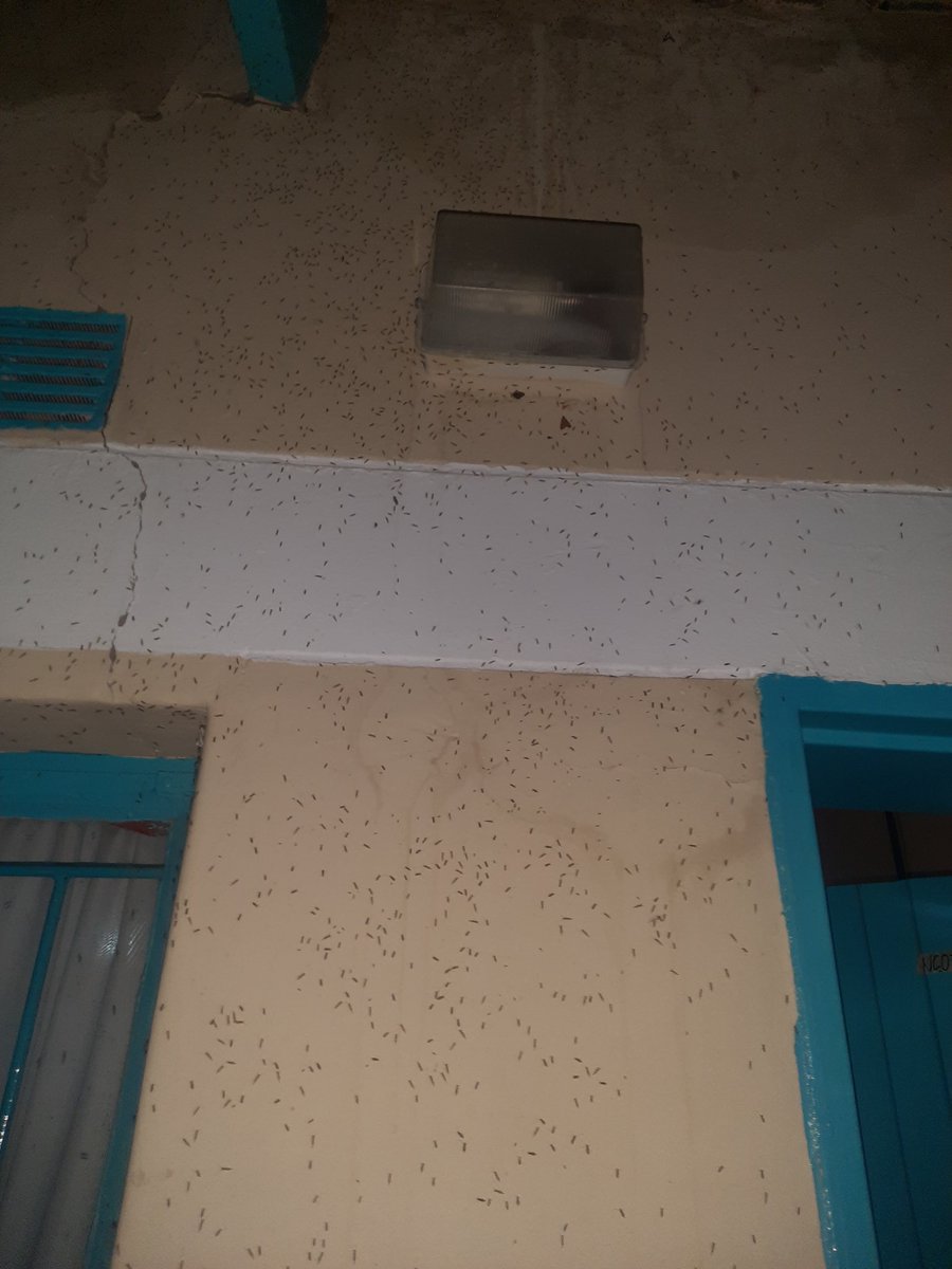 XeniaBotho's tweet photo. Theres Australia 🇦🇺 and then theres #Ncaang. Mosquito infestation 🙆🏾‍♀️🙆🏾‍♀️🙆🏾‍♀️
#KgalagadiChronicles https://t.co/Bfto3q6pfZ