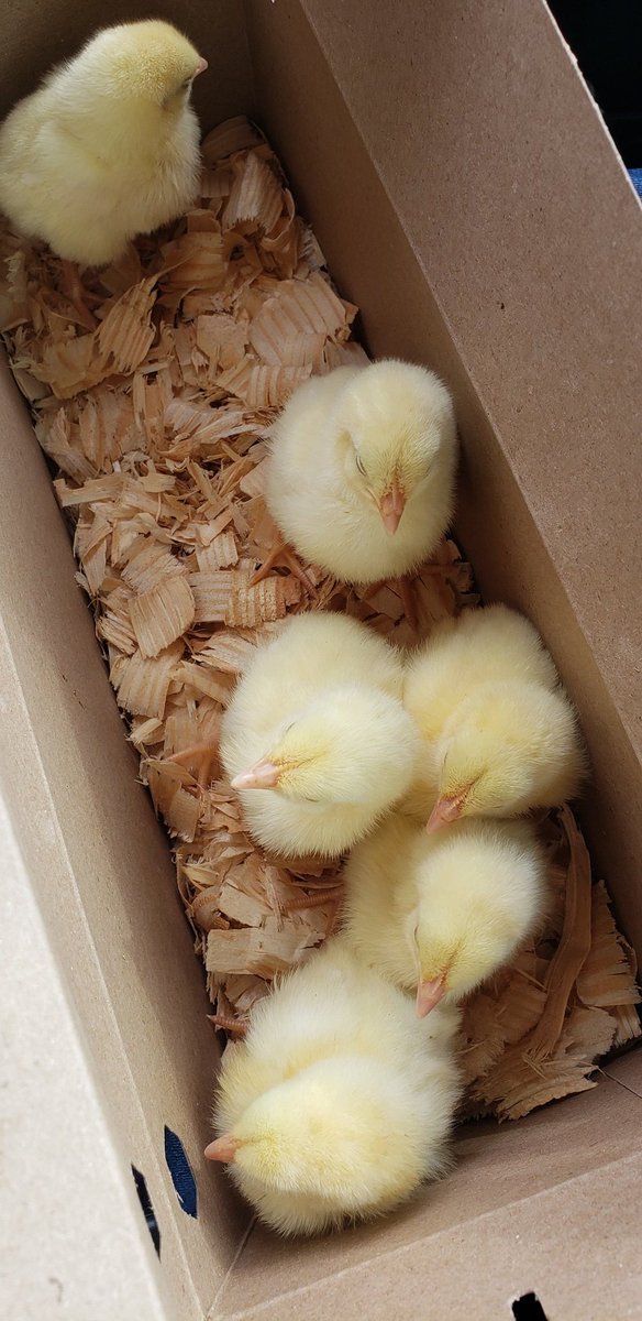 WhySoSerious06's tweet image. #chickenmath happened... again!!!