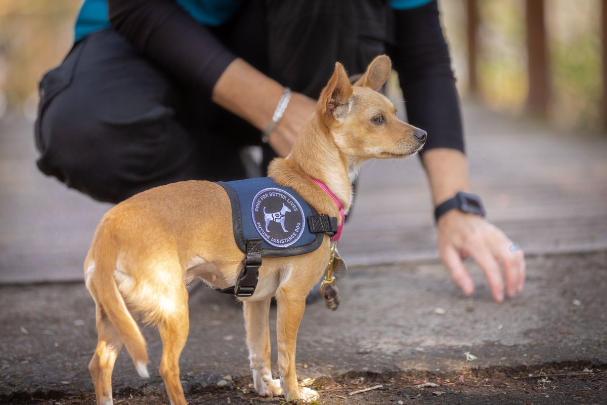dogsbetterlives's tweet photo. Shelter Dog Libby was recently fitted with an Assistance Dog working vest and is now ready for practicing and gaining more confidence in public! Liberating for sure.
Learn more about our Assistance Dog programs... https://t.co/qFkmdxGKPK
#bringontheworld #libbystrong https://t.co/gVyNp5Kfbp