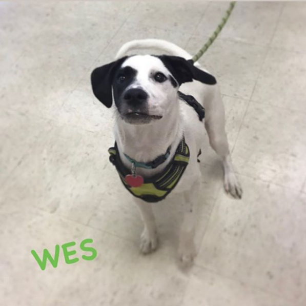 HappyHowiesInc's tweet photo. Happy Howie's happy dog of the week!⠀
#tbt 🐾 Wes stopped in for a visit yesterday - he got to pick out a fun new plush toy to play with and got spoiled with #happyhowies treats! ( #📷 @fouryourpawsonly )
#fouryourpawsonly #shoplocal #throwbackthursday https://t.co/oLvbPgjkuF