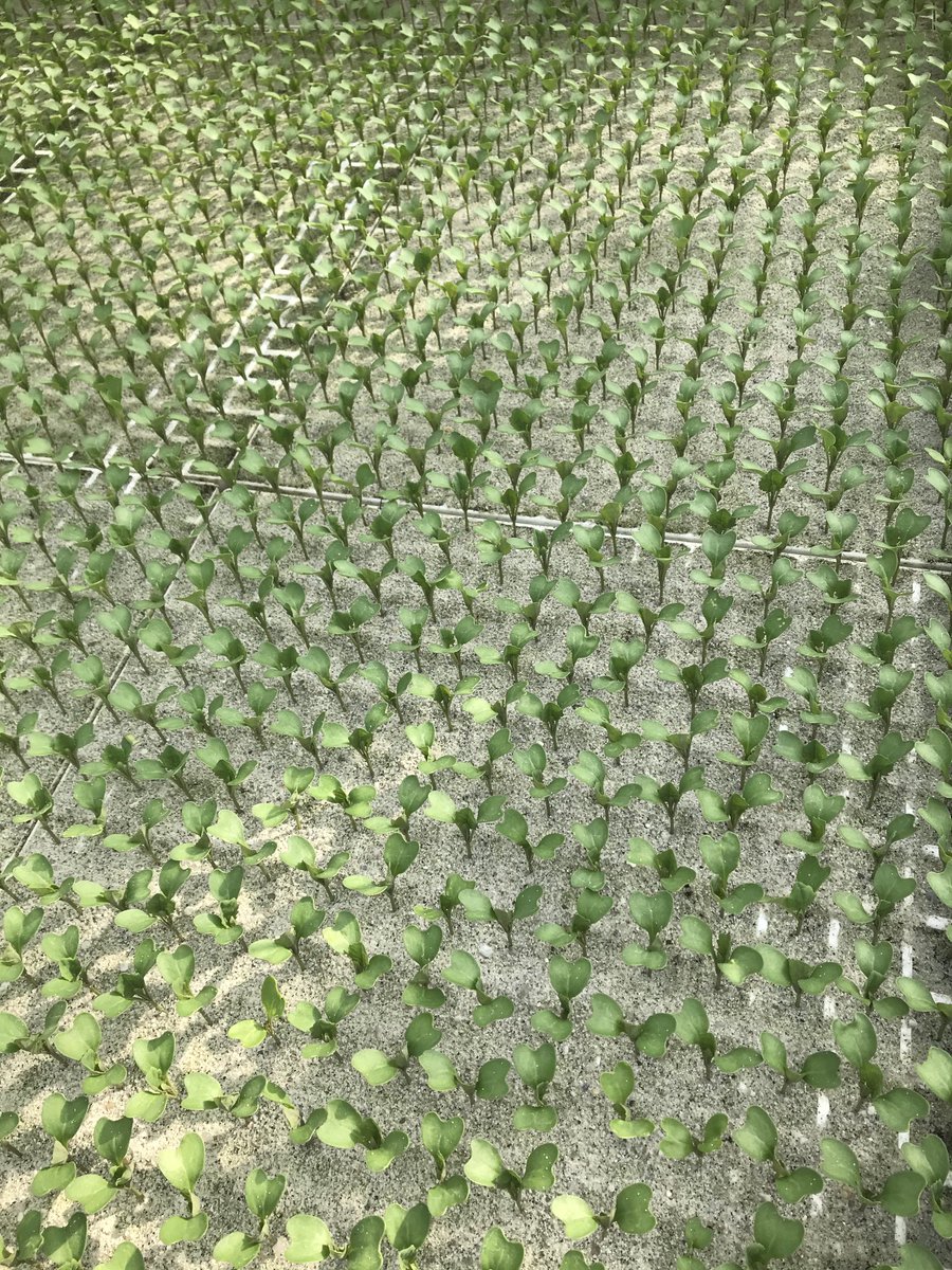 Spruiten in zaai en stekgrond. Gaaf gezicht. Geeft voorjaar gevoel 👌🏻