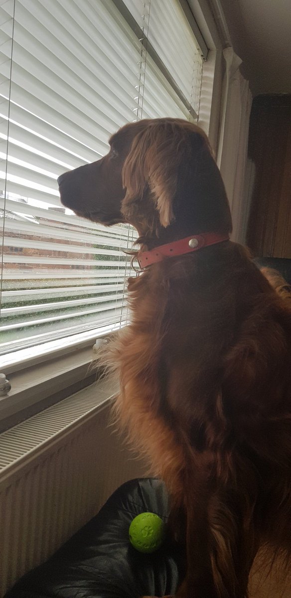 comfy_cards's tweet photo. Rory looking out of his window with his favourite green ball. Happy puppy.ππ€πΎπΎ He always leaves it sitting on something. No idea why.ππ #irishsetters #Rorytheirishsetter #balconydug #dogs #redsetters #fun #play https://t.co/8IWhonzIAu